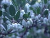 Arctostaphylos hookeri 'Ken Taylor' - 