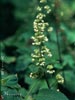 Tiarella trifoliata unifoliata - 