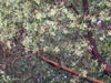 Arbutus menziesii - 