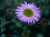 Erigeron 'Wayne Roderick' - 