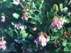 Arctostaphylos refugioensis - 