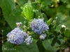 Ceanothus thyrsiflorus 'Skylark' - 