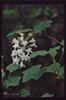 Ribes sanguineum glutinosum 'White Icicle' - 