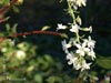 Ribes sanguineum glutinosum 'White Icicle' - 