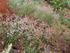 Eriogonum parvifolium - 