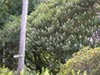 Aesculus californica - 