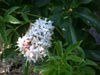 Aesculus californica - 