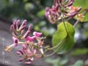 Lonicera hispidula vacillans - 