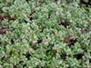 Arctostaphylos 'Seaspray' - 