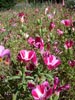 Clarkia amoena - 