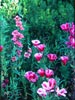 Clarkia amoena - 