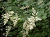 Holodiscus discolor - 