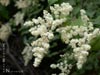 Holodiscus discolor - 