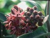 Asclepias speciosa - 