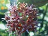 Asclepias speciosa - 