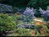 Ceanothus griseus 'Ray Hartman' - 