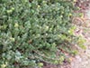 Arctostaphylos uva-ursi 'Point Reyes' - 