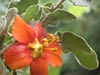 Fremontodendron californicum decumbens - 