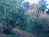 Garrya elliptica 'James Roof' - 