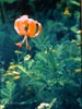 Lilium pardalinum - 