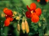 Mimulus cardinalis - 