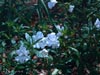 Mimulus -White - 