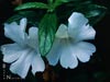 Mimulus -White - 