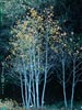 Populus tremuloides - 