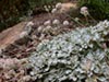 Eriogonum latifolium - 