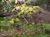 Aralia californica - 