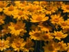 Eriophyllum lanatum - 