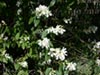 Philadelphus lewisii californica - 