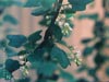 Ribes indecorum - 