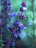 Trichostema lanatum - 