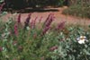 Trichostema lanatum - 