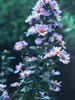 Aster chilensis - 