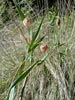 Calochortus albus - 