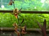 Epipactis gigantea 'Serpentine Night' - 