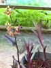 Epipactis gigantea 'Serpentine Night' - 