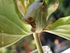 Trillium chloropetalum - 