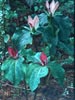 Trillium chloropetalum - 