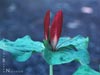 Trillium chloropetalum - 