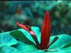 Trillium chloropetalum - 