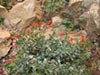 Epilobium septentrionalis 'Select Mattole' - 