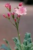 Lewisia cotyledon - 