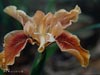 Iris 'Pajaro Dunes' - 