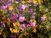 Clarkia rubicunda - 