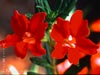 Mimulus 'Valentine' - 