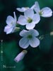 Cardamine californica - 