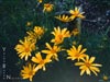 Coreopsis gigantea - 